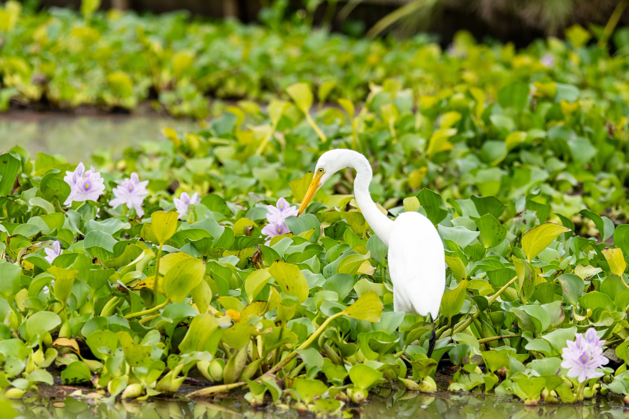 ホテイアオイと白鷺 埼玉県加須市 道の駅童謡のふる里おおとね